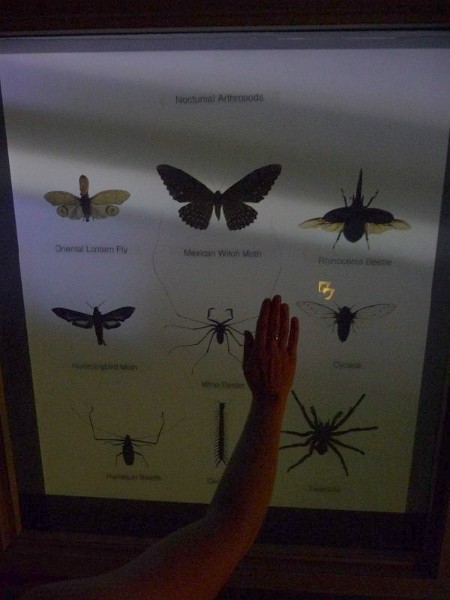 Big insects.JPG